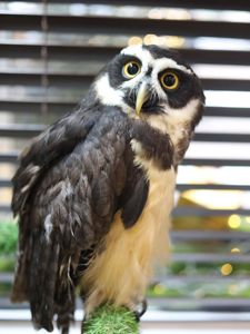 Неотропічна очкова сова, домашня очкова сова, декоративна сова