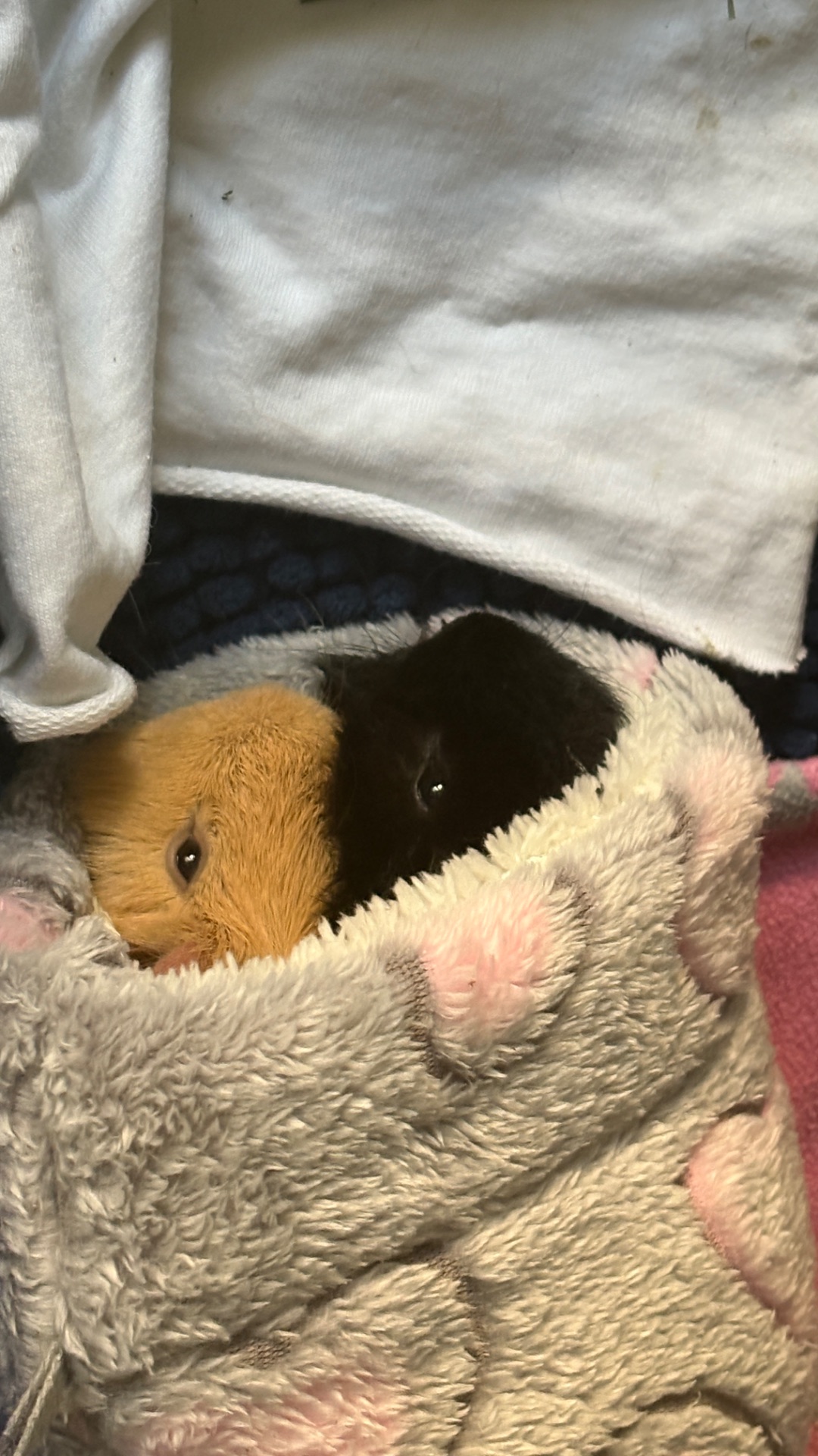 Продам морських свинок, хлопчиків