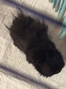 Продам морських свинок, хлопчиків