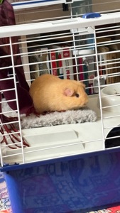 Продам морських свинок, хлопчиків