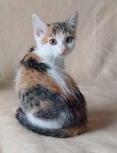 Кошеня дівчинка 3 міс