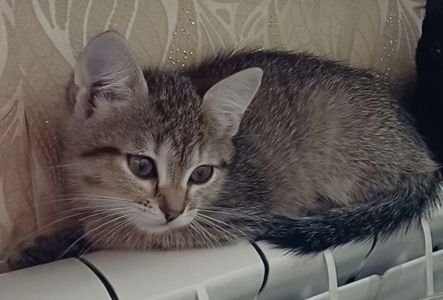 Кошеня дівчинка 3 міс