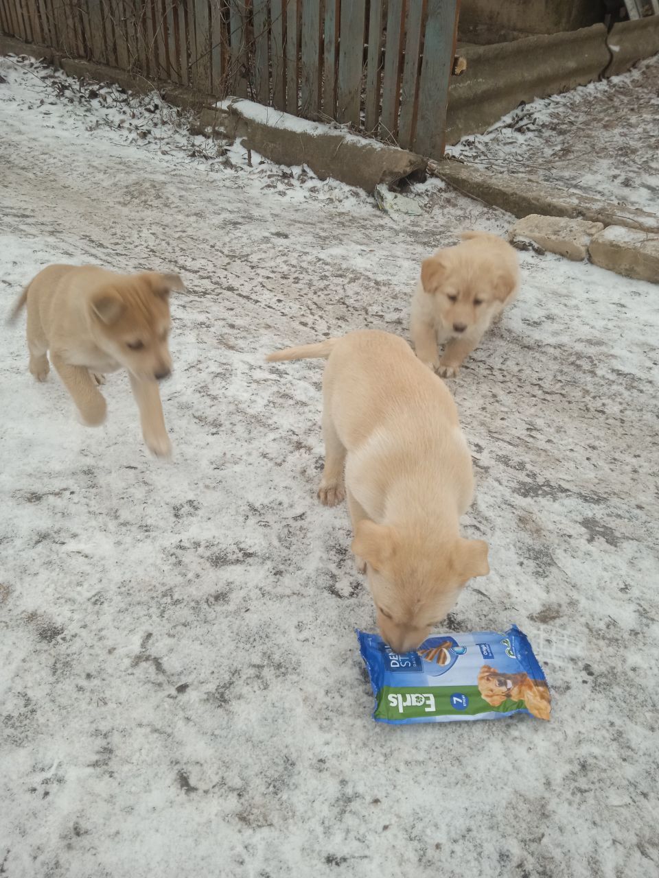 Щенки
