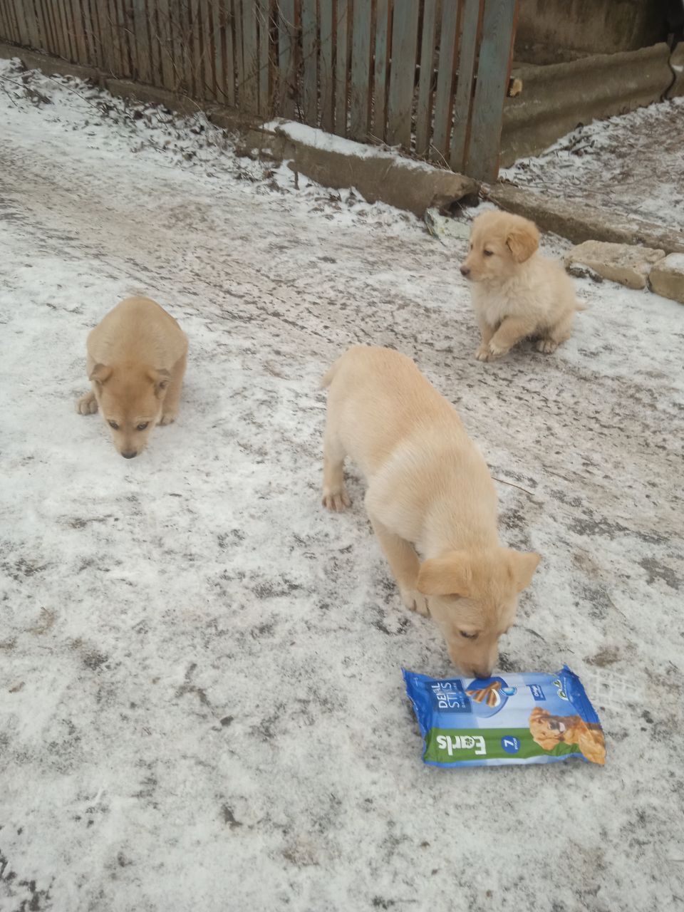 Щенки