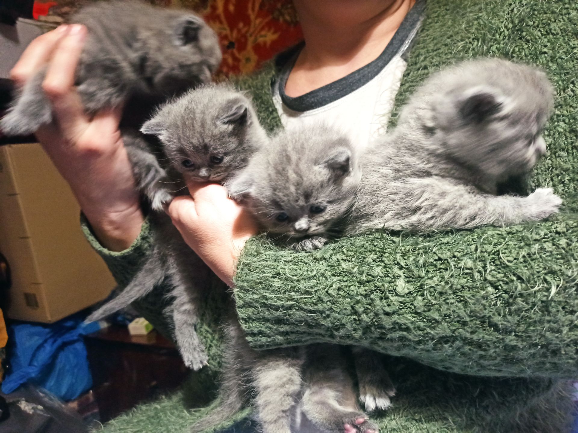 Бронювання на котят