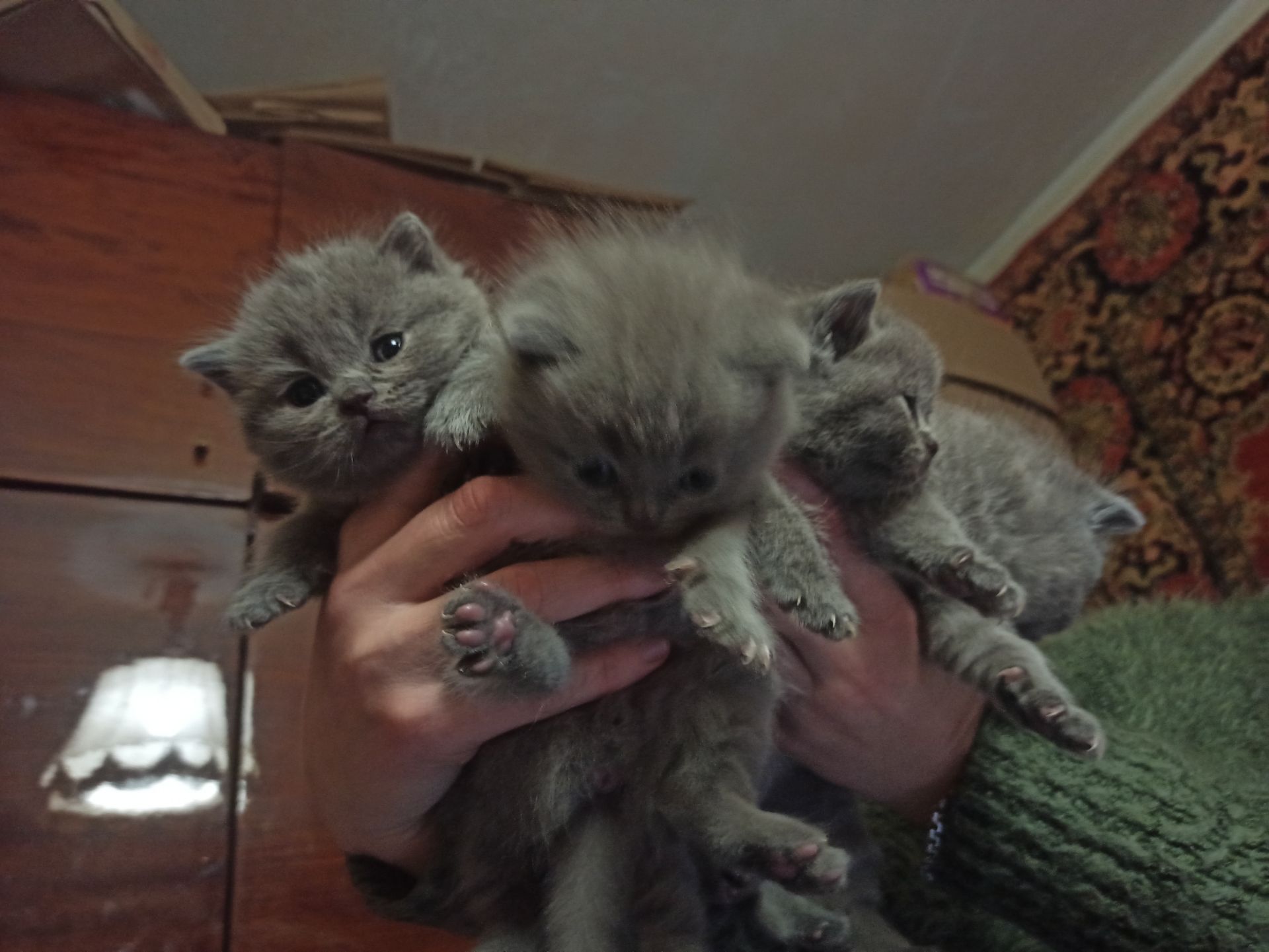 Бронювання на котят