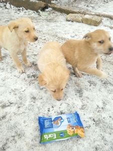 Щенки