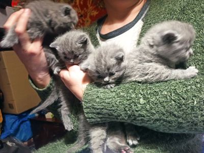 Бронювання на котят