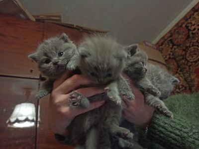 Бронювання на котят