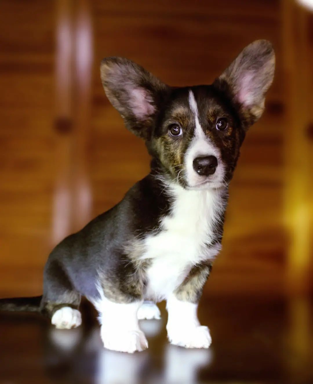 Хлопчики дівчатка кардиган