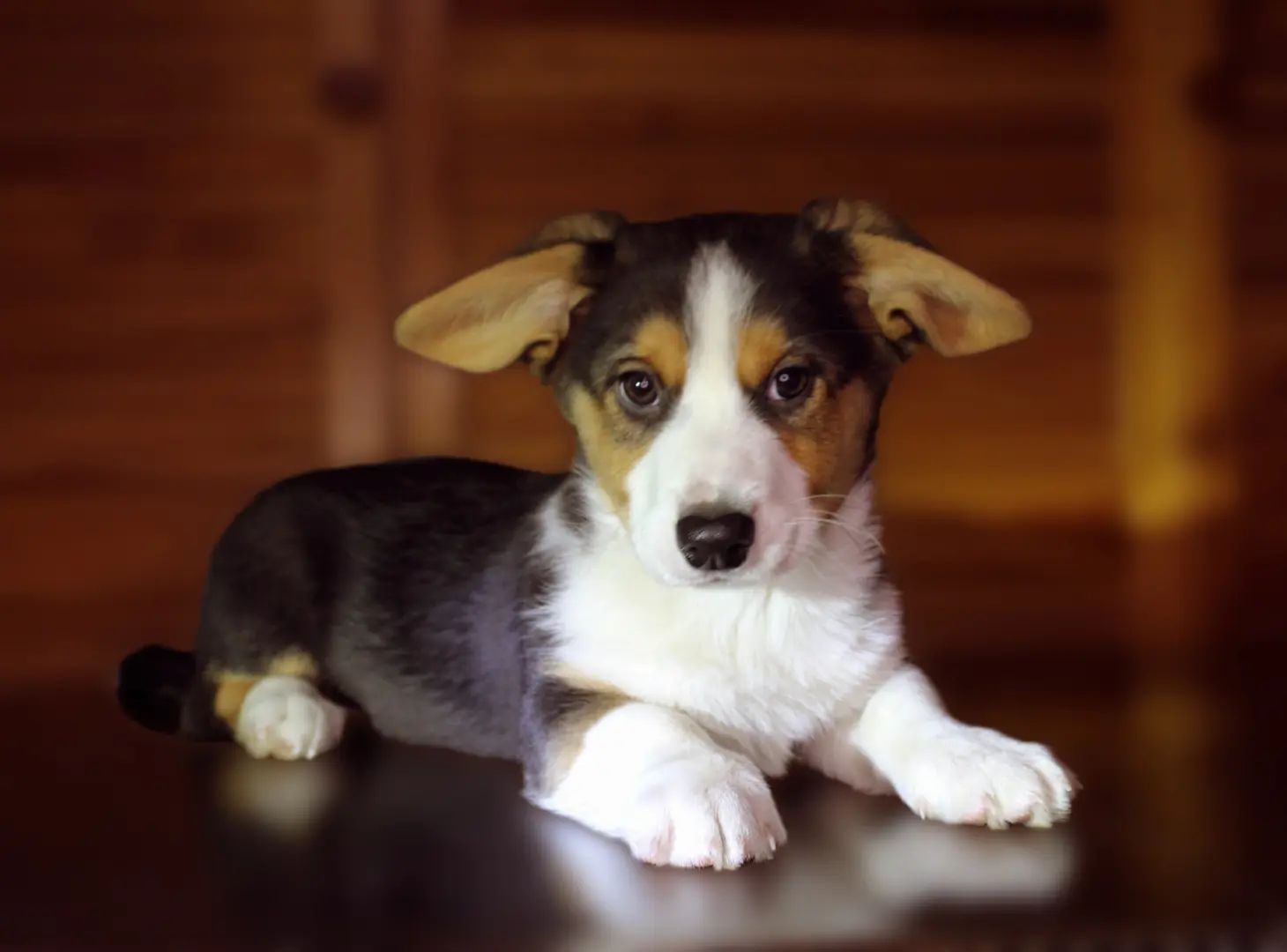 Хлопчики дівчатка кардиган