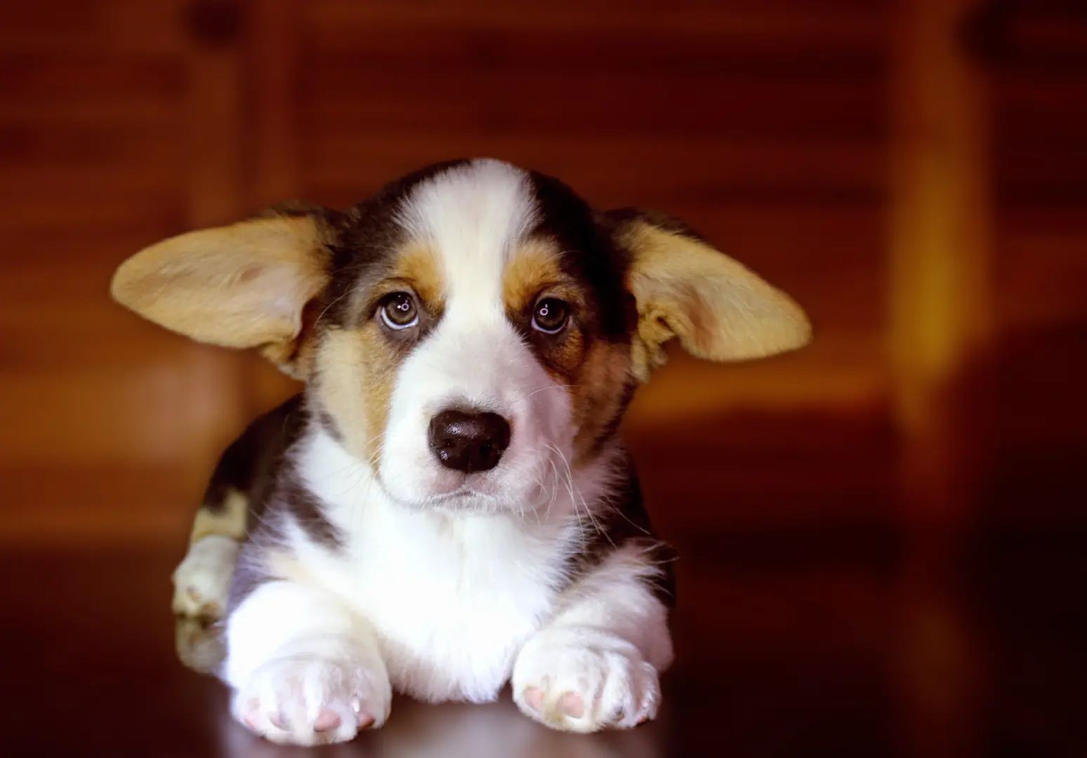 Хлопчики дівчатка кардиган