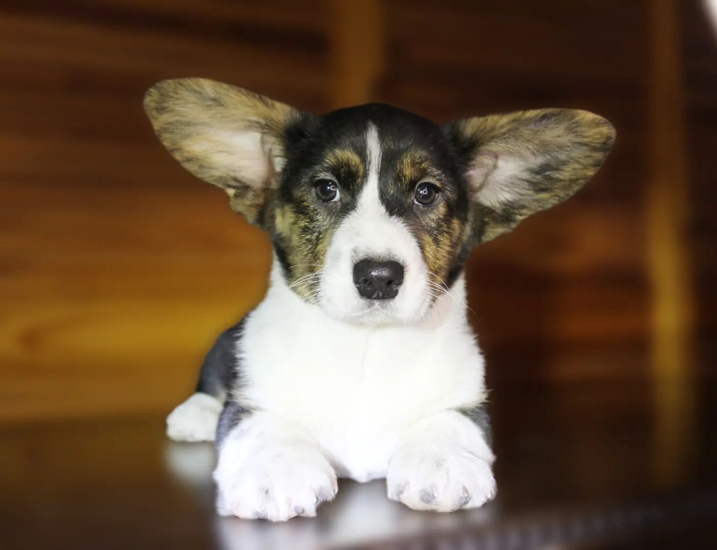 Хлопчики дівчатка кардиган