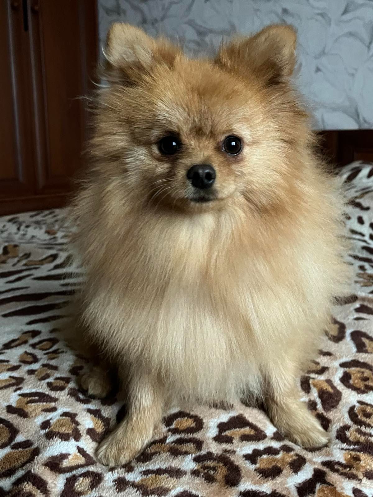 Шпиц лисичка мальчик СРОЧНО