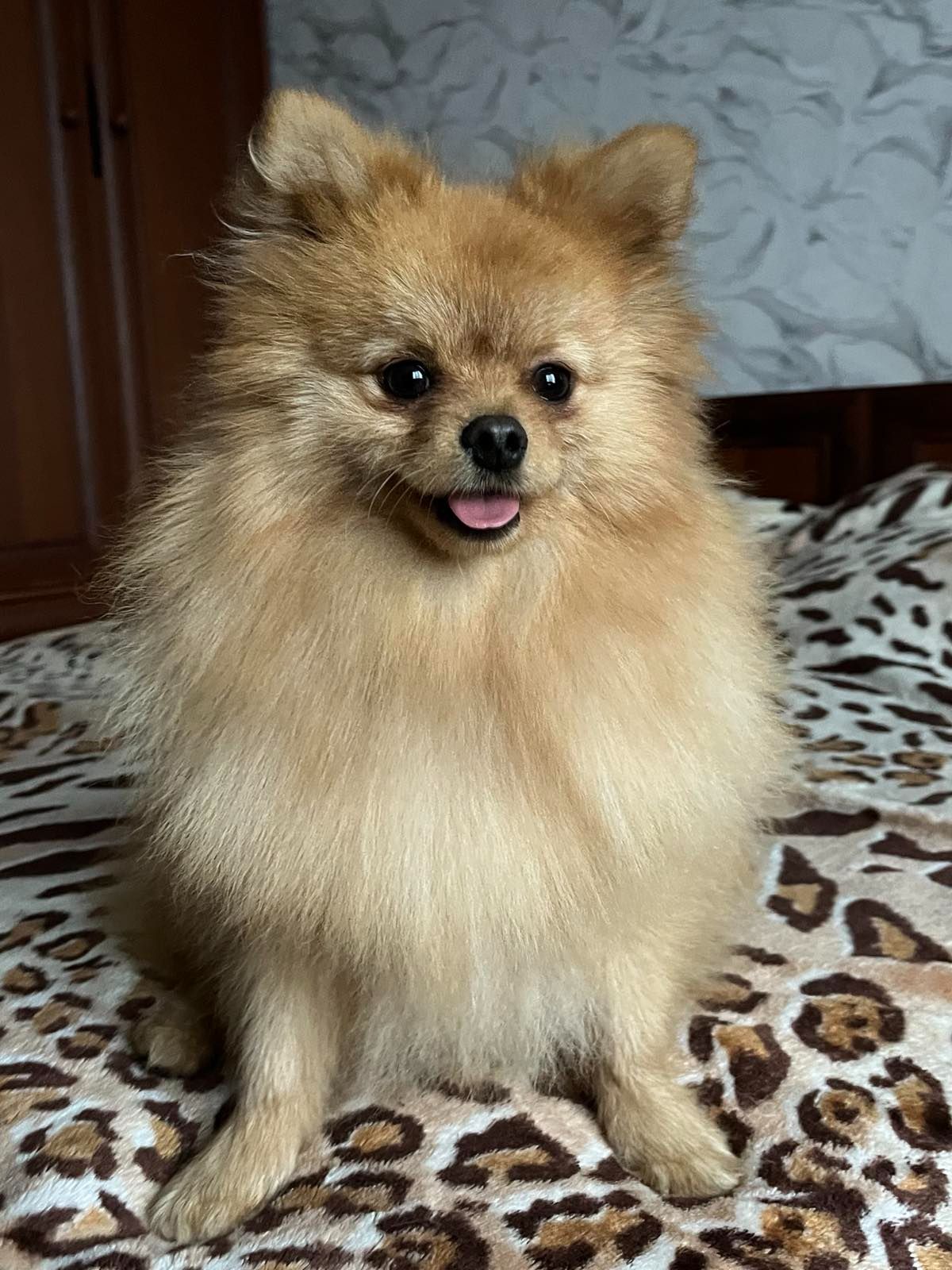 Шпиц лисичка мальчик СРОЧНО