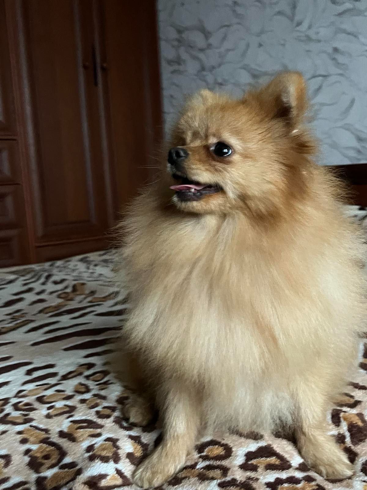 Шпиц лисичка мальчик СРОЧНО