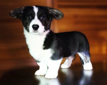 Хлопчики дівчатка кардиган