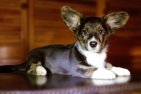 Хлопчики дівчатка кардиган