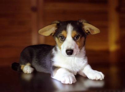 Хлопчики дівчатка кардиган