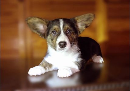 Хлопчики дівчатка кардиган