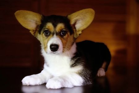 Хлопчики дівчатка кардиган