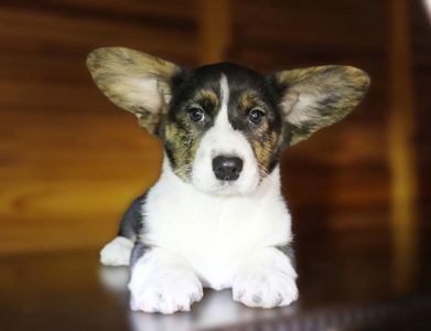 Хлопчики дівчатка кардиган