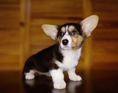 Хлопчики дівчатка кардиган