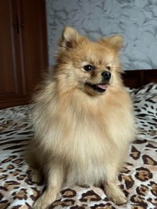 Шпиц лисичка мальчик СРОЧНО