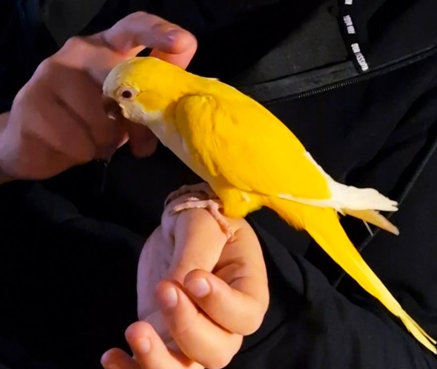 Ручные Малыши монахи