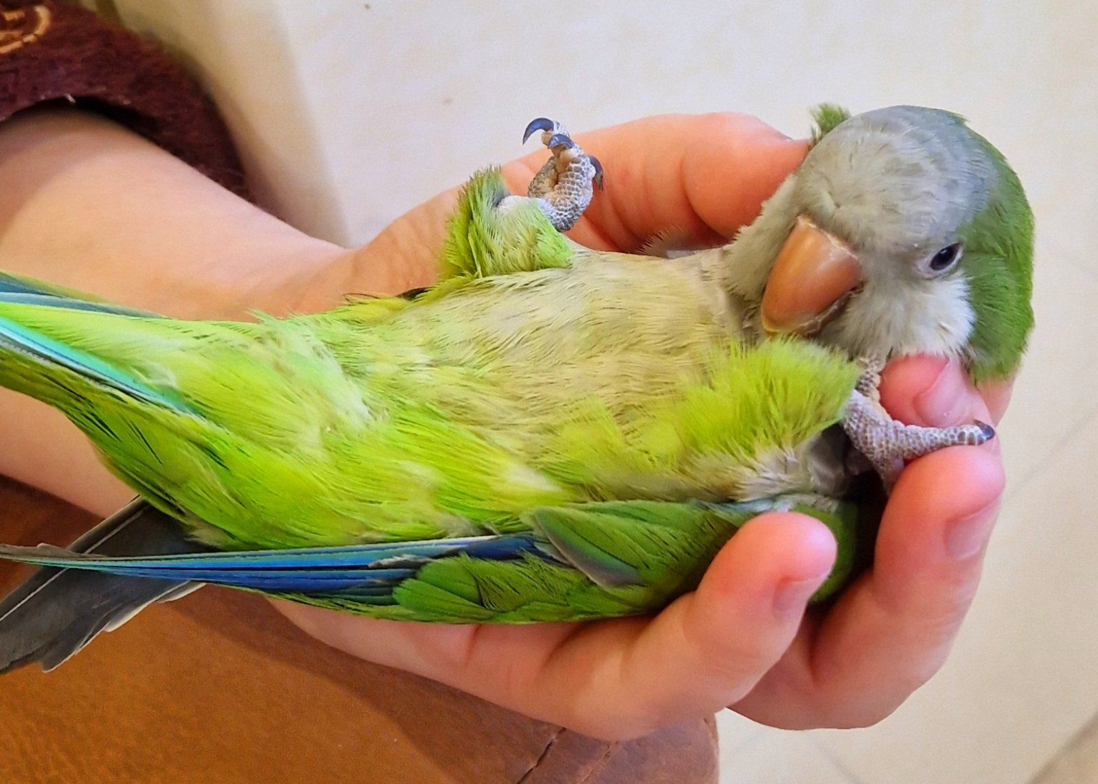 Ручные Малыши монахи