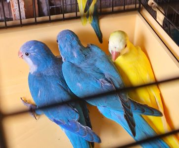 Ручные Малыши монахи