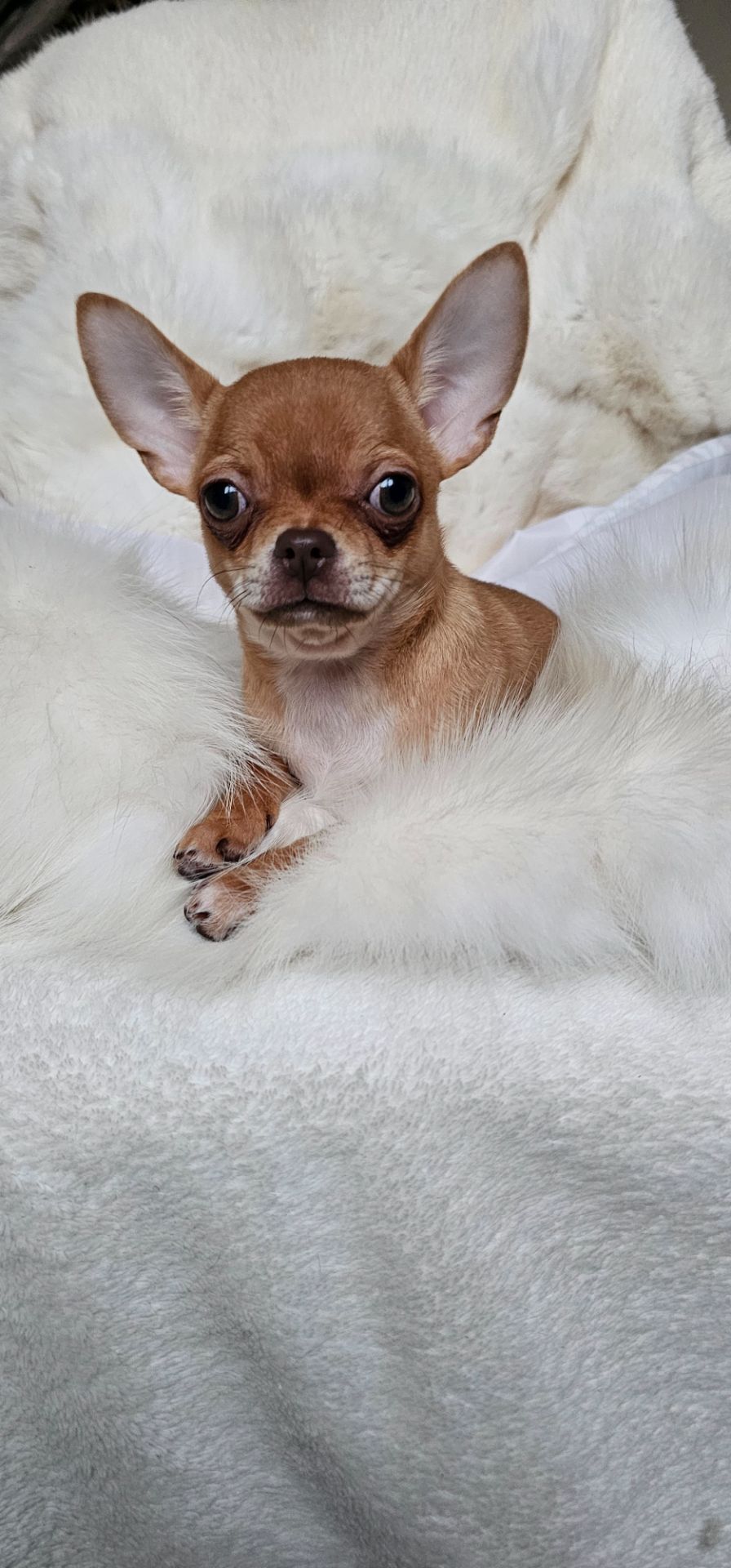 Девочка чихуахуа КСУ