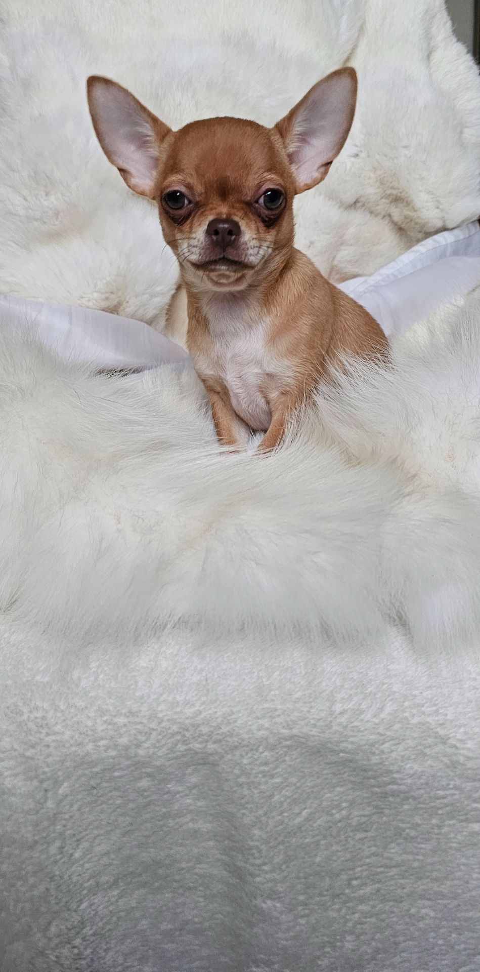 Девочка чихуахуа КСУ