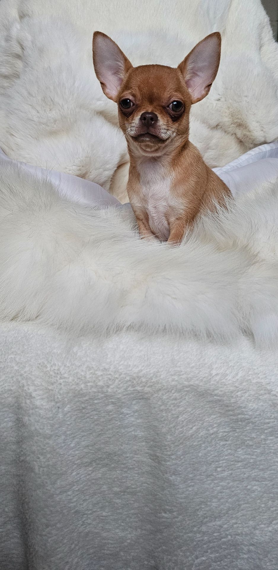 Девочка чихуахуа КСУ