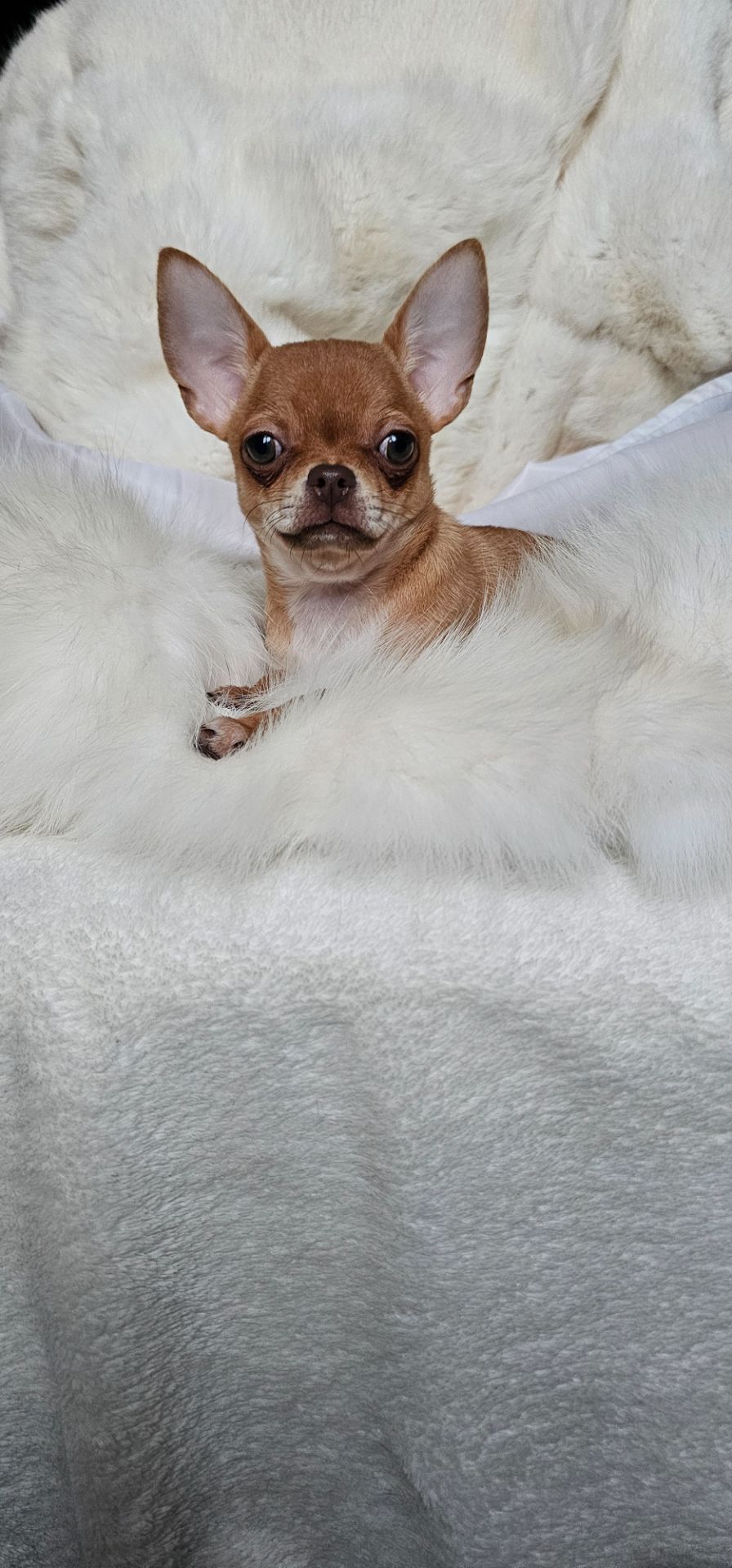 Девочка чихуахуа КСУ