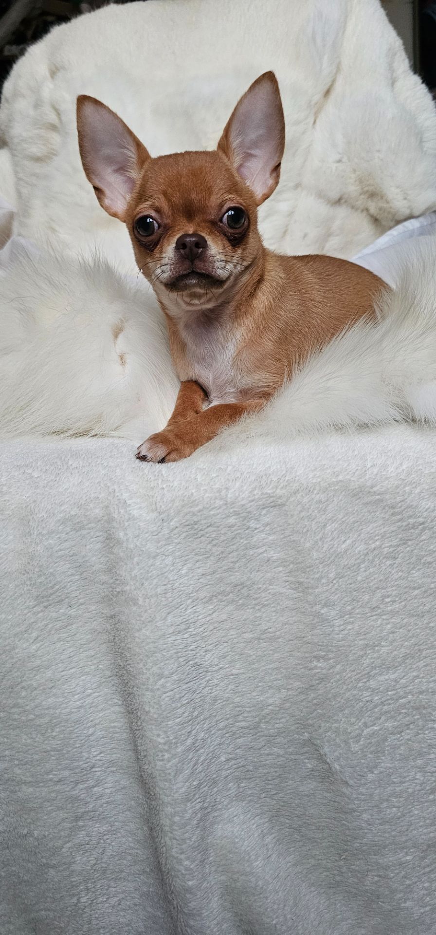 Девочка чихуахуа КСУ