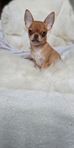 Девочка чихуахуа КСУ