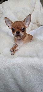 Девочка чихуахуа КСУ