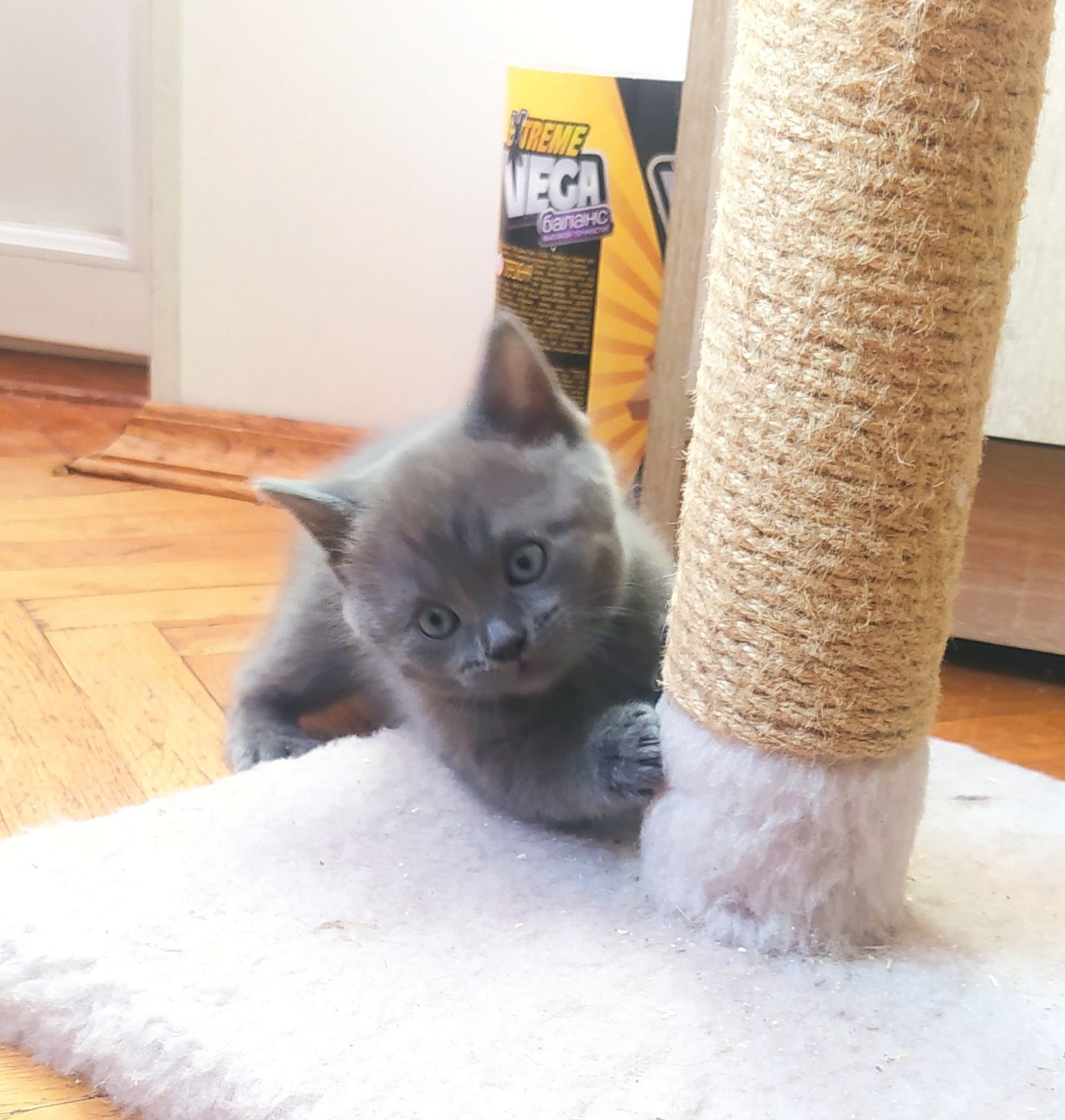 Кошенята чистокровні шотландські