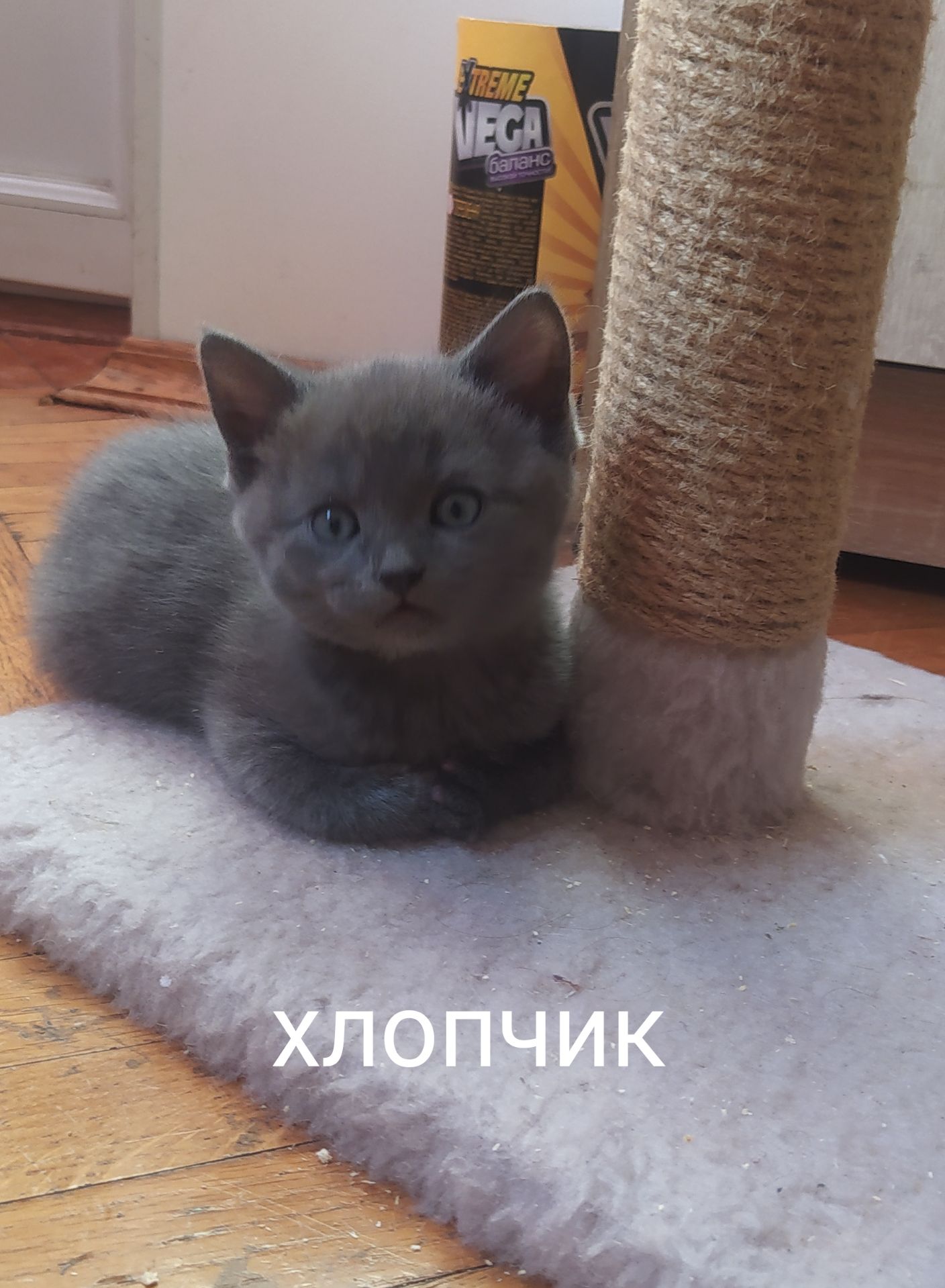 Кошенята чистокровні шотландські