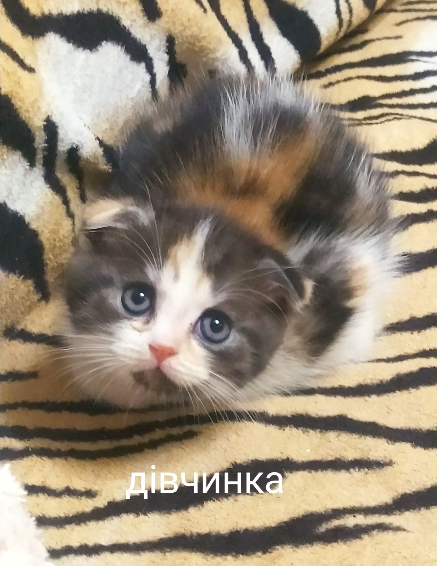 Кошенята чистокровні шотландські