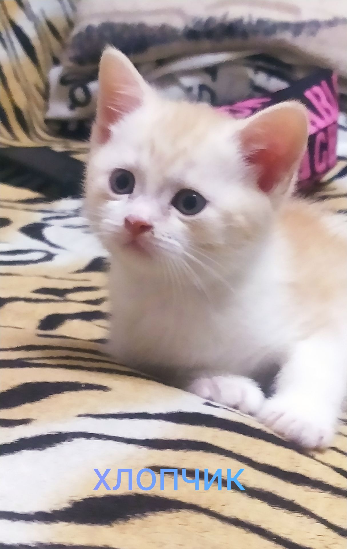 Кошенята чистокровні шотландські