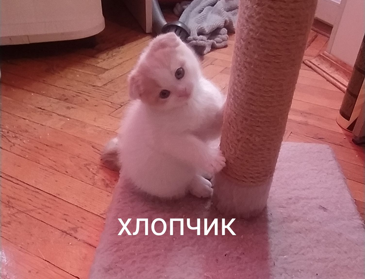 Кошенята чистокровні шотландські