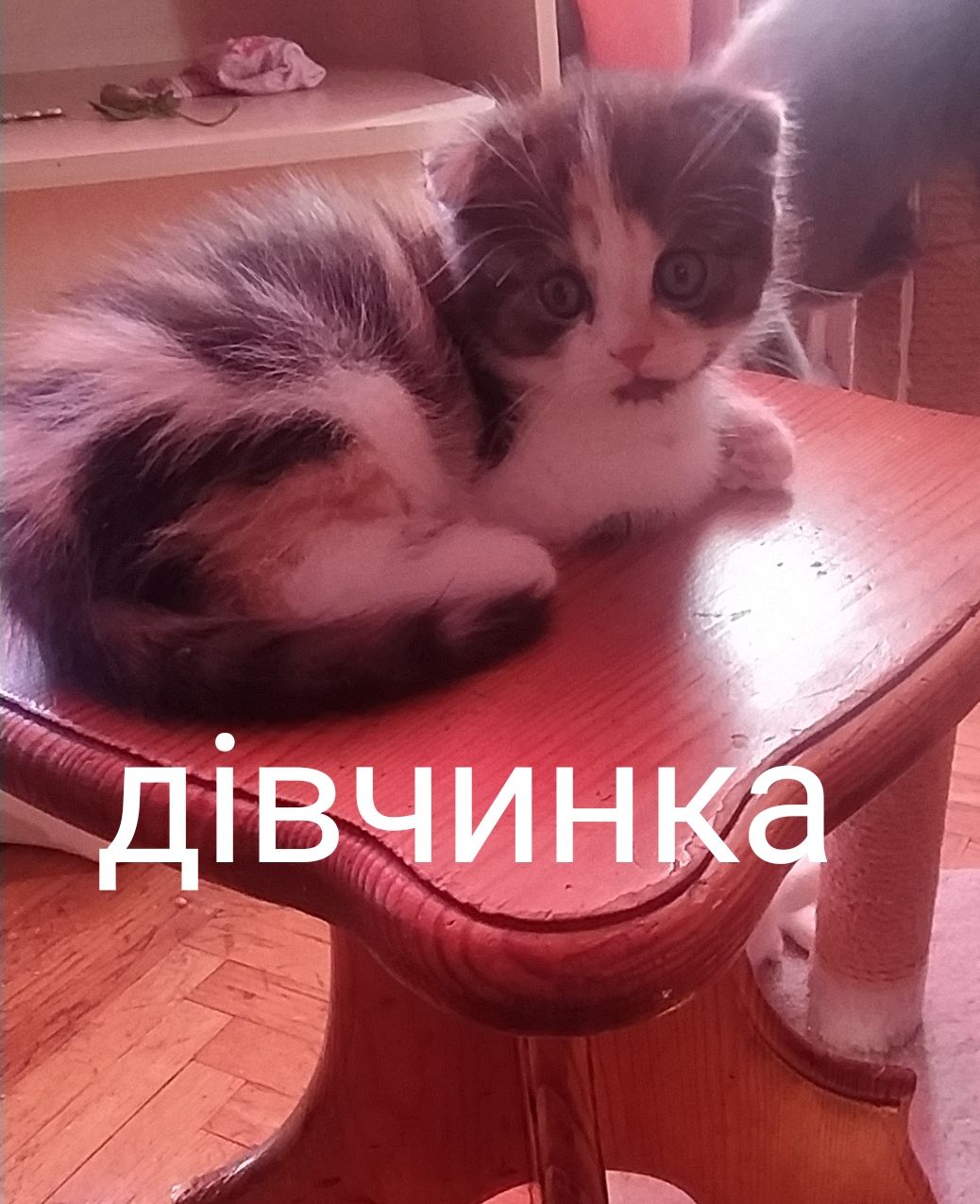 Кошенята чистокровні шотландські