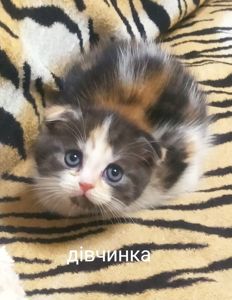 Кошенята чистокровні шотландські