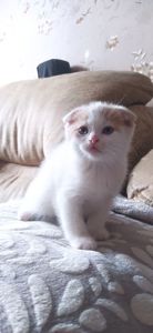 Кошенята чистокровні шотландські