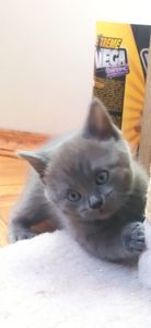 Кошенята чистокровні шотландські