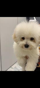 Мальтипу, Бішон Фрізе