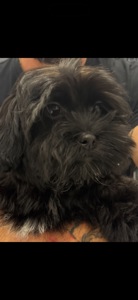 Мальтипу, Бішон Фрізе