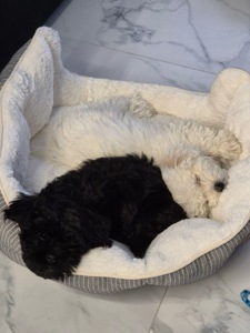 Мальтипу, Бішон Фрізе